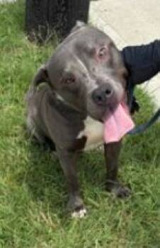 Rescue Mixed Breed Dogs for Adoption in West Chester, Pennsylvania - Grewer | PetCurious