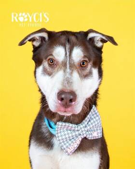 REDMOND -  Siberian Husky Dog for Adoption in West Valley City, Utah - REDMOND | PetCurious