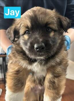 Jay -  Mixed Breed Dog Available for Adoption in Athens, Ontario - Jay | PetCurious