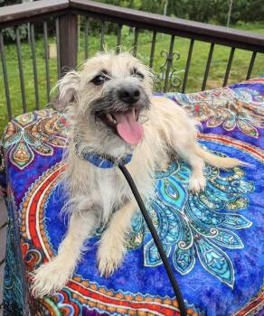 Bo -  Terrier Dog for Adoption in Hillside, Illinois - Bo | PetCurious