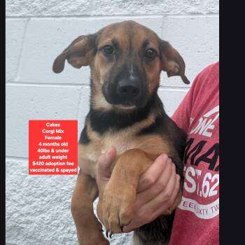 Cakes -  Corgi Dog for Adoption in Oviedo, Florida - Cakes | PetCurious