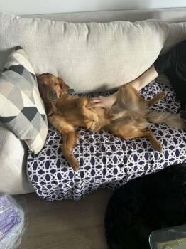 Golden Retriever Dogs Available for Adoption in Aurora, Colorado - Bear ("Beary") | PetCurious