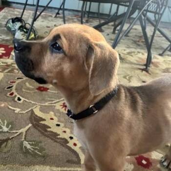 Moose -  Mixed Breed Dog for Adoption in Merriam, Kansas - Moose | PetCurious