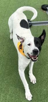 Duke -  Pit Bull Terrier and Mixed Breed Dog for Adoption in Farmers Branch, Texas - Duke | PetCurious