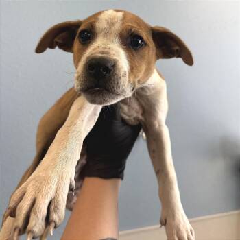 Mixed Breed Dogs Available for Adoption - Bonnie | PetCurious