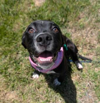 Moonbug -  Boxer and Pit Bull Terrier Dog for Adoption in Healdsburg, California - Moonbug | PetCurious