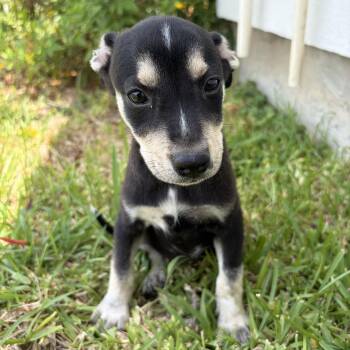 Trixie -  Australian Kelpie Dog for Adoption in Harlingen, Texas - Trixie | PetCurious