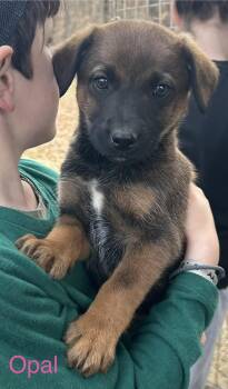 Weimaraner and Hound Dogs Available for Adoption - Opal | PetCurious