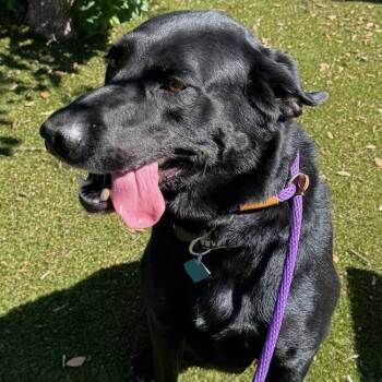 Pluto -  Labrador Retriever Dog for Adoption in San Diego, California - Pluto | PetCurious