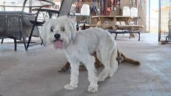 Bell -  Shih Tzu Dog for Adoption in San Tan Valley, Arizona - Bell | PetCurious