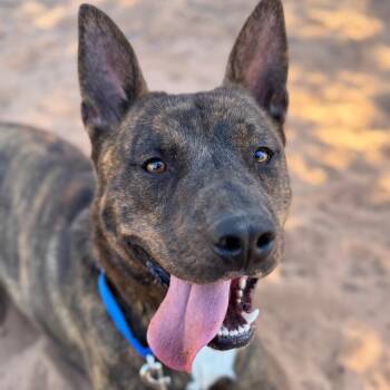 Yogi -  Mountain Cur and Shepherd Dog for Adoption in Kanab, Utah - Yogi | PetCurious