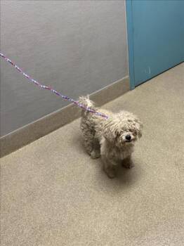 JULIO -  Poodle Dog for Adoption in Las Vegas, Nevada - JULIO | PetCurious