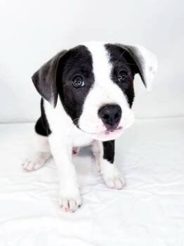 Curly -  Pit Bull Terrier Dog Available for Adoption in Bixby, Oklahoma - Curly | PetCurious