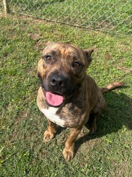 Pit Bull Terrier Dogs Available for Adoption in Benton, Arkansas - Dewey | PetCurious