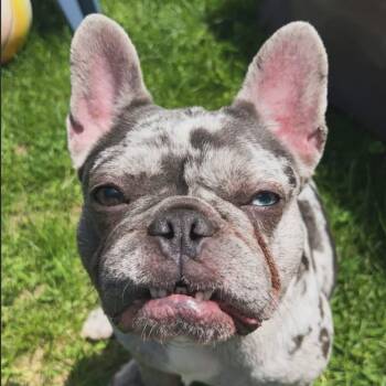 French Bulldog Dogs Available for Adoption - Cora | PetCurious