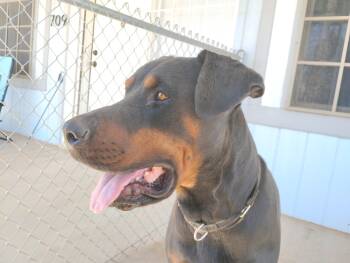 Max -  Rottweiler Dog for Adoption in Gilbert, Arizona - Max | PetCurious
