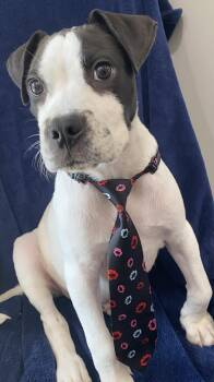 Yoshi -  Pit Bull Terrier Dog for Adoption in Newport, Kentucky - Yoshi | PetCurious