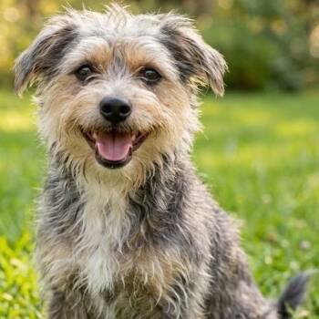 LEO -  Cairn Terrier and Yorkshire Terrier Dog for Adoption in Dallas, Texas - LEO | PetCurious
