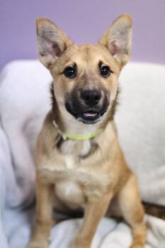 Nora James in NH. Come Meet our Adoptable Dogs Wednesday-Saturda -  Shepherd Dog for Adoption in Manchester, New Hampshire - Nora James In NH. Come Meet Our Adoptable Dogs Wednesday-Saturda | PetCurious