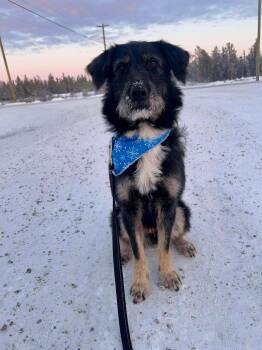 Rescue Terrier Dogs for Adoption in Yellowknife, Northwest Territories - Lucky | PetCurious
