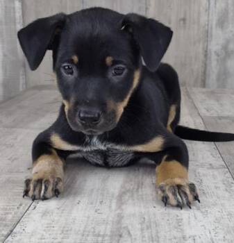 Jack -  Australian Cattle Dog Blue Heeler and Mixed Breed Dog for Adoption in Shreveport, Louisiana - Jack | PetCurious