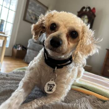 Poodle Dogs Available for Adoption - Babs | PetCurious