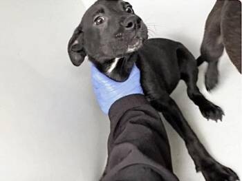 Labrador Retriever and Mixed Breed Dogs Available for Adoption in Houston, Texas - A654735 | PetCurious