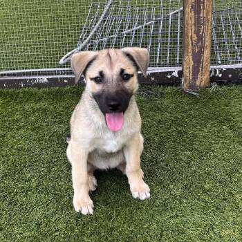 Lara 3349 -  Shepherd and Mixed Breed Dog for Adoption in Loxahatchee Groves, Florida - Lara 3349 | PetCurious