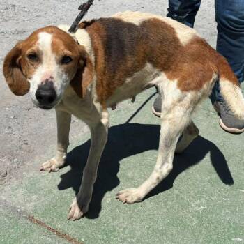 Hound Dogs Available for Adoption in Rustburg, Virginia - Liberty- At Shelter Available 4/26 | PetCurious