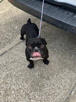 CLYDE -  American Bulldog Dog for Adoption in Dallas, Texas - CLYDE | PetCurious