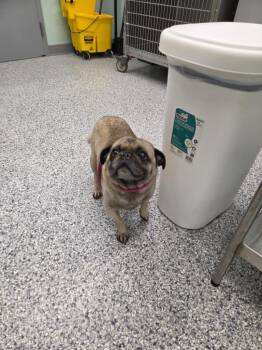 Terrier Dogs Available for Adoption in Athens, Tennessee - Chewy | PetCurious