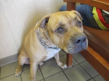 Rescue Pit Bull Terrier Dogs for Adoption in Ocala, Florida - LUCCI | PetCurious