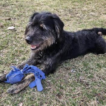 Mixed Breed Dogs Available for Adoption - Bentley | PetCurious