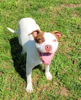 Augustus -  Pit Bull Terrier Dog for Adoption in Lisbon, Ohio - Augustus | PetCurious