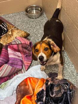 Yoda -  Beagle Dog for Adoption in Liverpool, New York - Yoda | PetCurious
