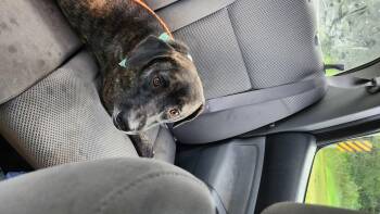 Rescue Plott Hound Dogs for Adoption in Owasso, Oklahoma - Phoebe | PetCurious