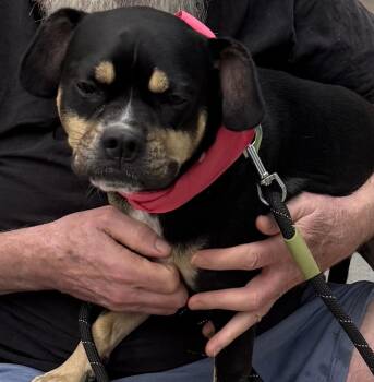 Rufus Lee -  Australian Kelpie and French Bulldog Dog for Adoption in Decatur, Georgia - Rufus Lee | PetCurious