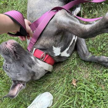 Storm -  Cane Corso Dog for Adoption in Manchester, Pennsylvania - Storm | PetCurious