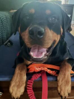 Raja -  Rottweiler Dog for Adoption in Youngsville, North Carolina - Raja | PetCurious