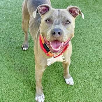 Isabela -  Pit Bull Terrier and Mixed Breed Dog for Adoption in Brentwood, Missouri - Isabela | PetCurious