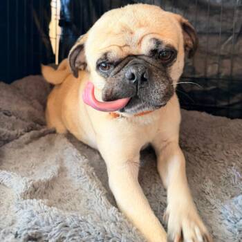 Bugsy -  Pug and Mixed Breed Dog for Adoption in Portland, Oregon - Bugsy | PetCurious