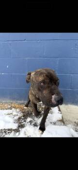 American Staffordshire Terrier Dogs Available for Adoption - Cassiopeia | PetCurious