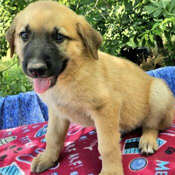 Gimli -  Shepherd and Mixed Breed Dog for Adoption in Pelham, New Hampshire - Gimli | PetCurious