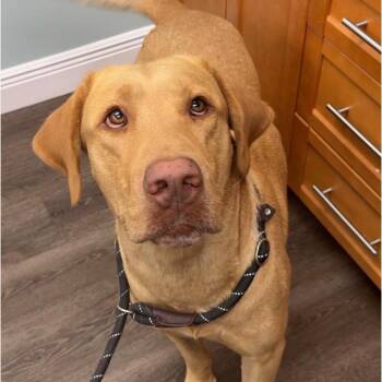 Wackerman -  Yellow Labrador Retriever Dog for Adoption in Sunrise, Florida - Wackerman | PetCurious