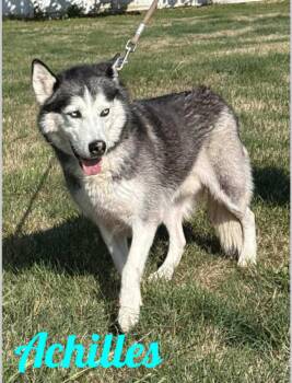 Rescue Husky Dogs for Adoption in Westbury, New York - Achilles | PetCurious
