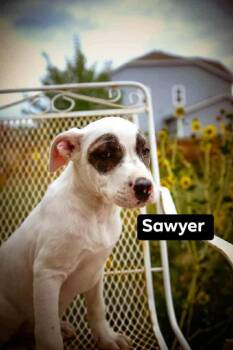 Rescue Pit Bull Terrier Dogs for Adoption in Thornton, Colorado - Sawyer | PetCurious
