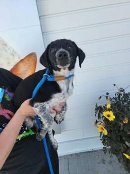 Seafood Boil -  German Shorthaired Pointer and Australian Shepherd Dog for Adoption in Fergus Falls, Minnesota - Seafood Boil | PetCurious