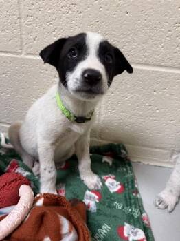 Wilhelm -  Mixed Breed Dog for Adoption in Black Eagle, Montana - Wilhelm | PetCurious