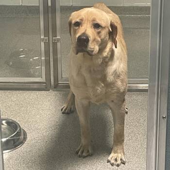 Ralphy -  Labrador Retriever and Mixed Breed Dog for Adoption in Matteson, Illinois - Ralphy | PetCurious