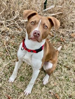 Pit Bull Terrier Dogs Available for Adoption - Usey | PetCurious